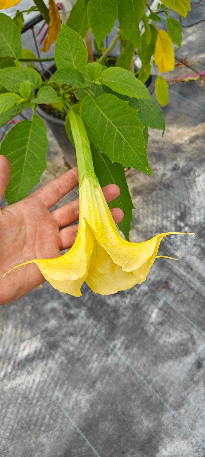 gele brugmansia struik, Overige soorten, 100 tot 250 cm, Zomer, Ophalen