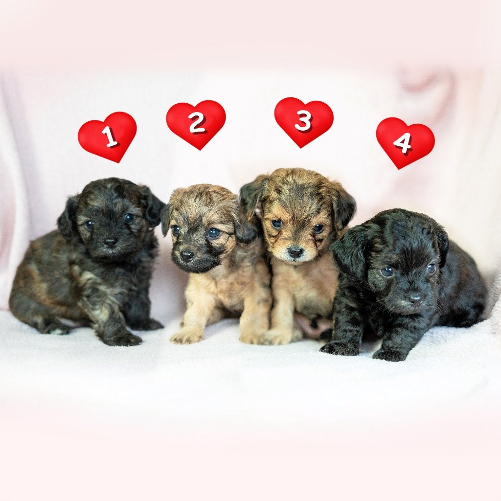 Erg mooie Chi-doodle pups (chihuahua - toy poedel), Dieren en Toebehoren, 8 tot 15 weken, CDV (hondenziekte), Meerdere, Meerdere dieren