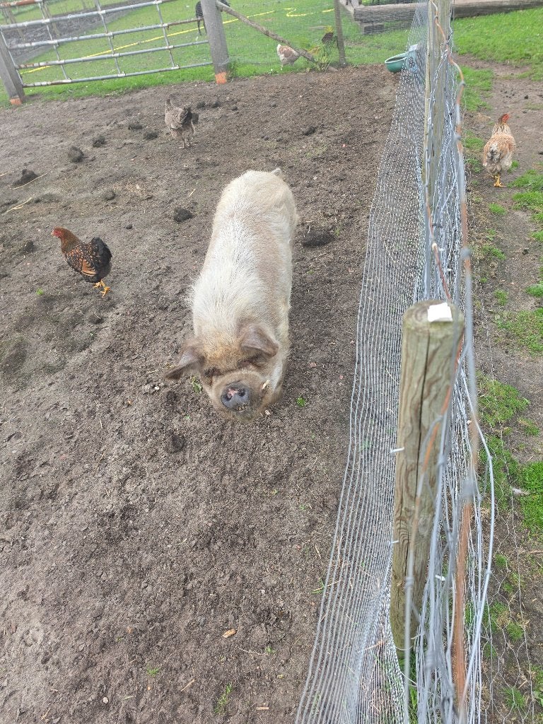 Kune kune varkens, Dieren en Toebehoren, Vrouwelijk, Varken, 3 tot 5 jaar