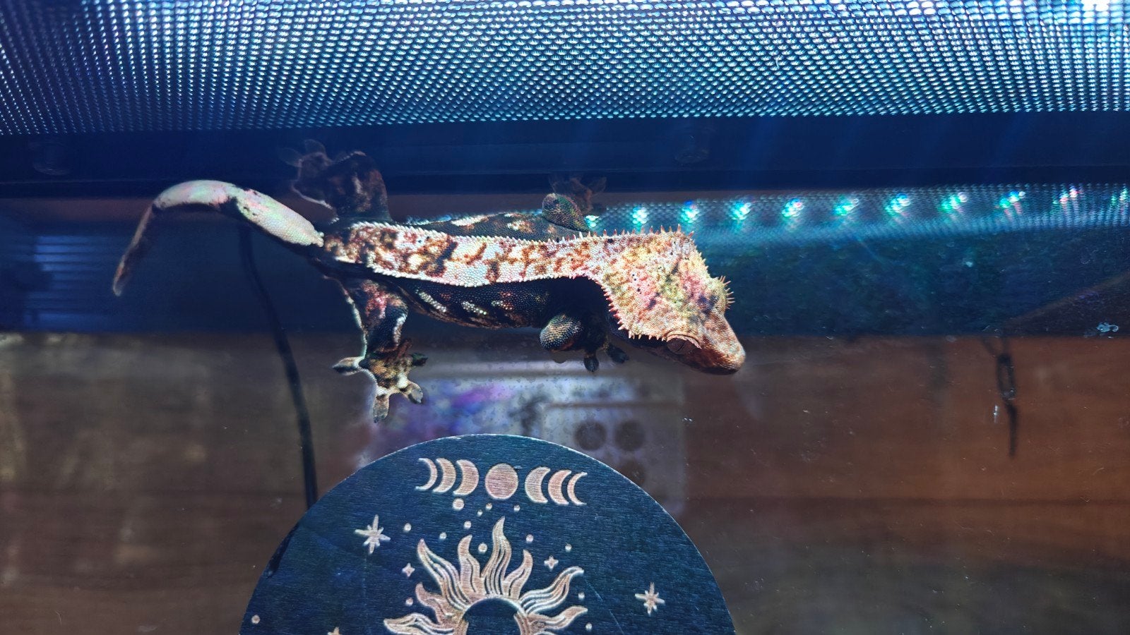 crested gecko female