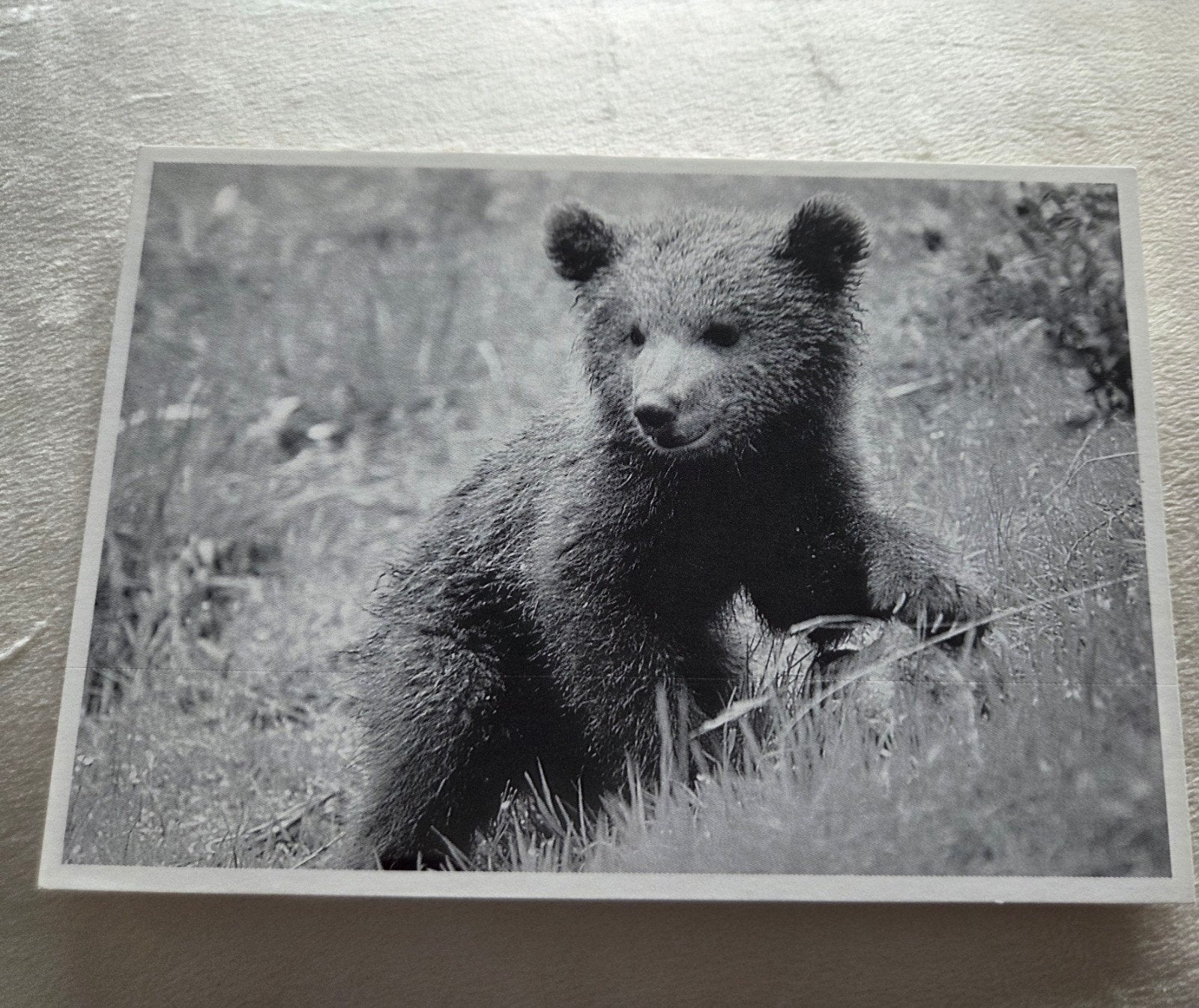 Jonge Beer - Zwart-wit, Verzamelen, Ansichtkaarten | Dieren, Ongelopen, 1980 tot heden, Wild dier, Verzenden