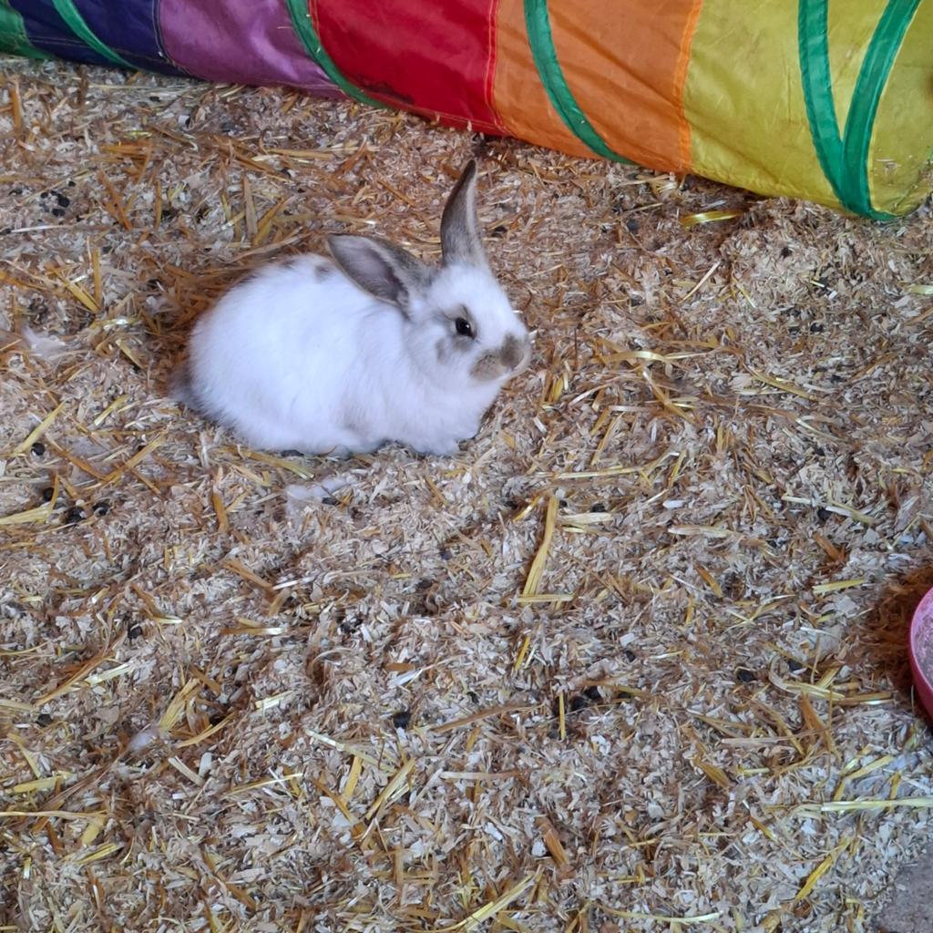 Lotharinger ram zoekt nieuw huisje, Mannelijk