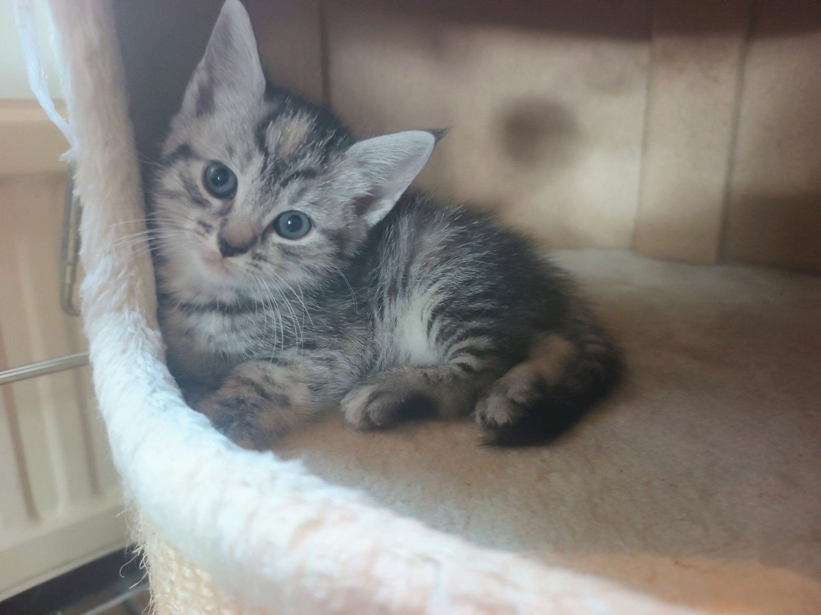 kittens, Meerdere dieren