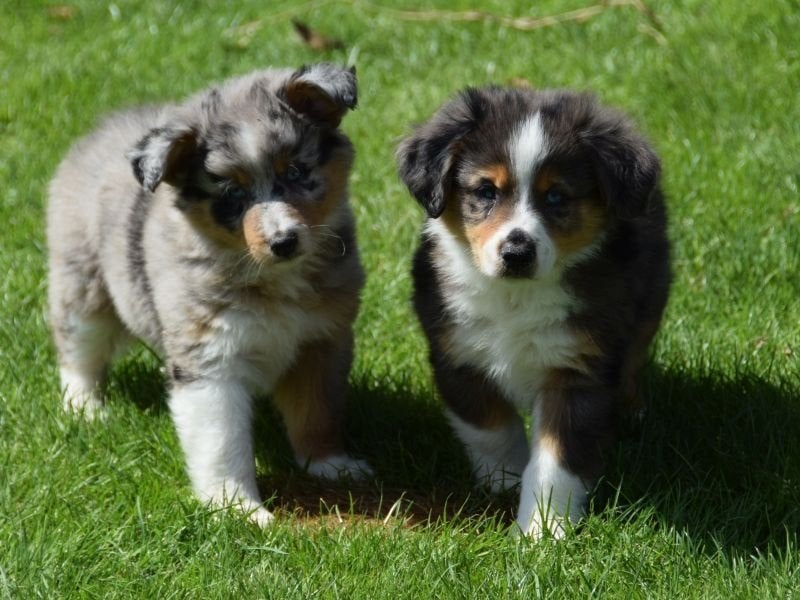 Schitterende Miniature American Shepherd (MAS) pups, Dieren en Toebehoren, Honden | Niet-rashonden, Parvo, 8 tot 15 weken, Meerdere