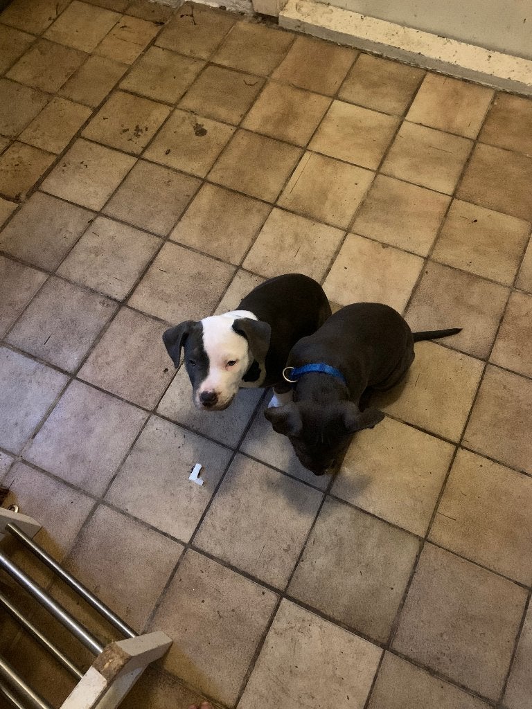American bullie pups, Overige rassen, 8 tot 15 weken, Meerdere, Meerdere dieren