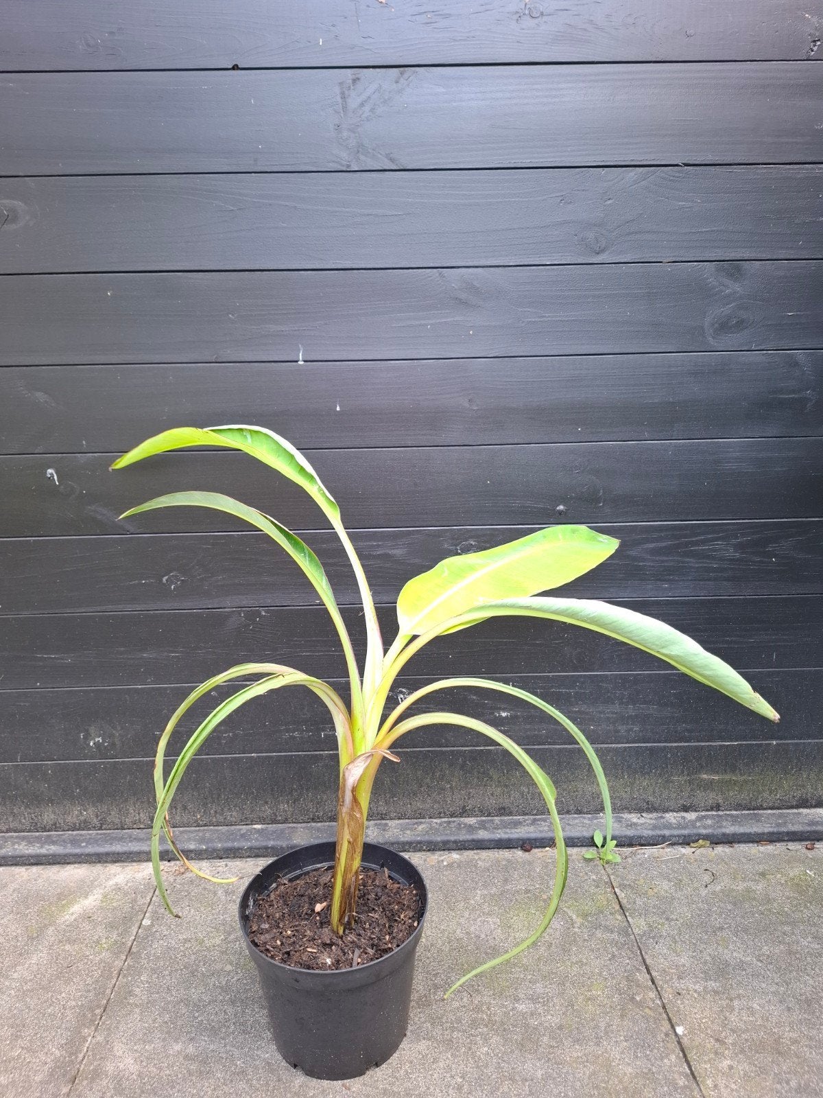 Bananenplant musa Florida variegata 60cm, Ophalen, Overige soorten, Volle zon
