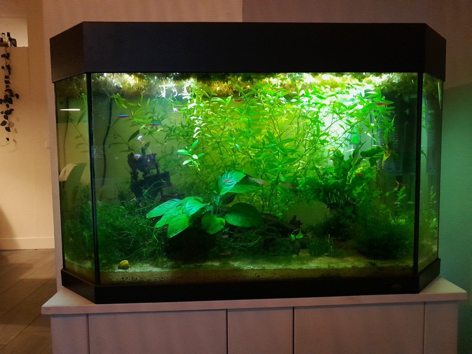 Juwel aquarium ca. 155 liter, Dieren en Toebehoren, Vissen | Aquaria en Toebehoren, Ophalen, Gebruikt, Gevuld zoetwateraquarium