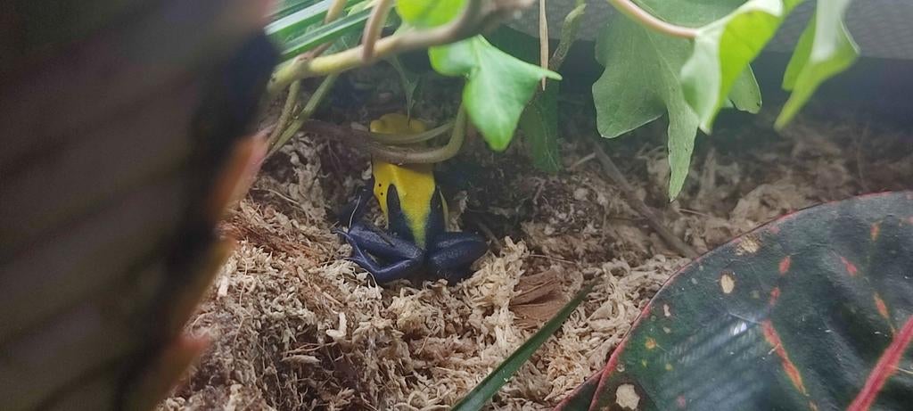 Dendrobatus citronella gifkikker 1x, Dieren en Toebehoren, Amfibie