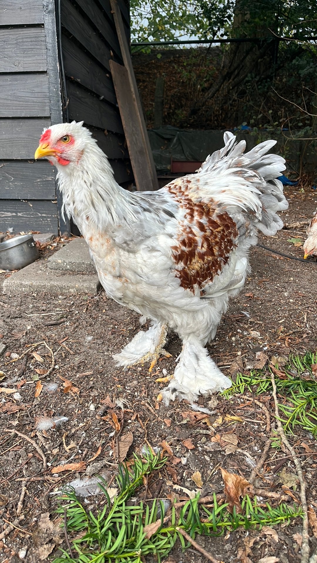 Brahma haan, Dieren en Toebehoren, Mannelijk, Kip