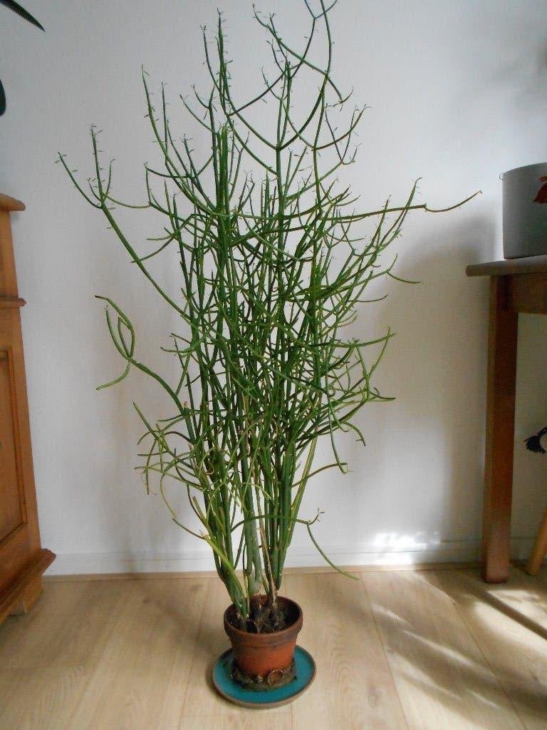 Potloodplant / Euphorbia tirucalli 120 cm, Ophalen, Vetplant, 100 tot 150 cm, In pot