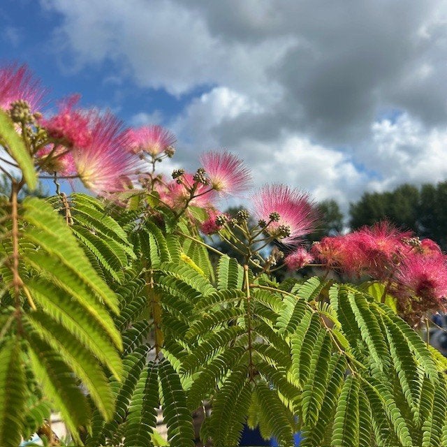 Perzische Slaapboom of Albizia, Ophalen of Verzenden, Zomer, In pot, 100 tot 250 cm