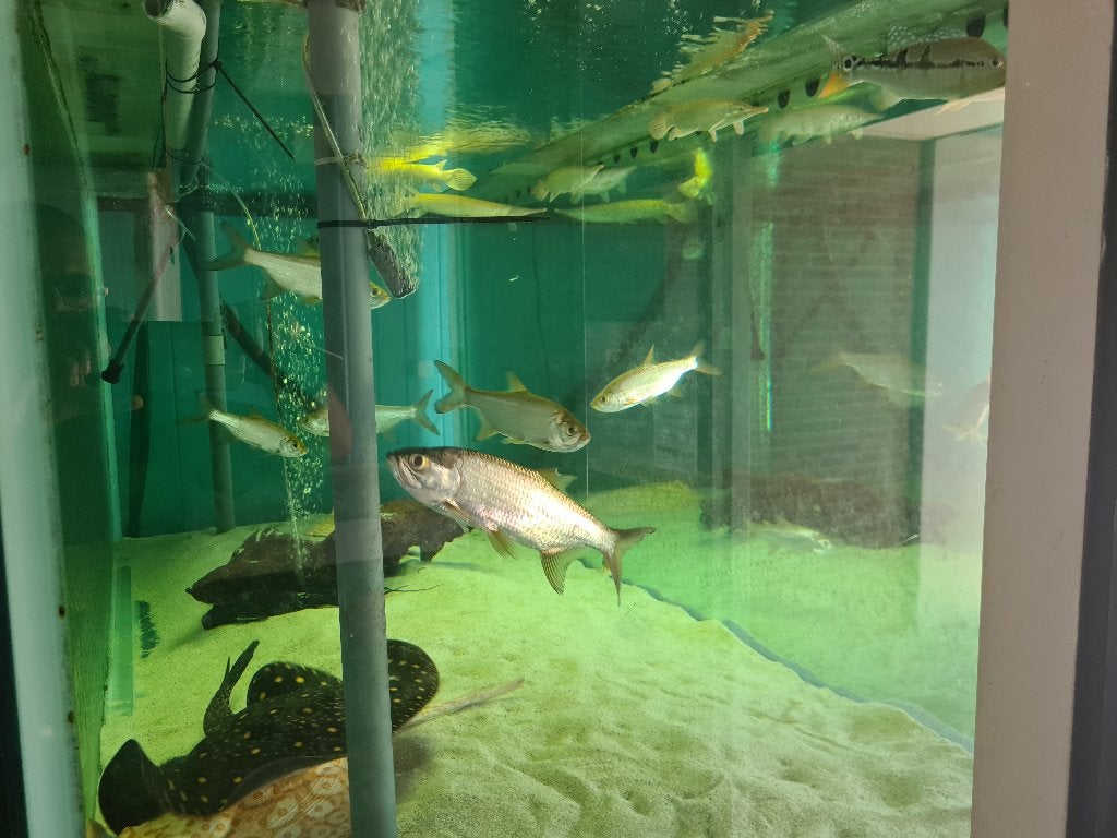 Tarpon, Trapoen (Suriname), Megalops Atlanticus, zoetwater, Vis, Zoetwatervis