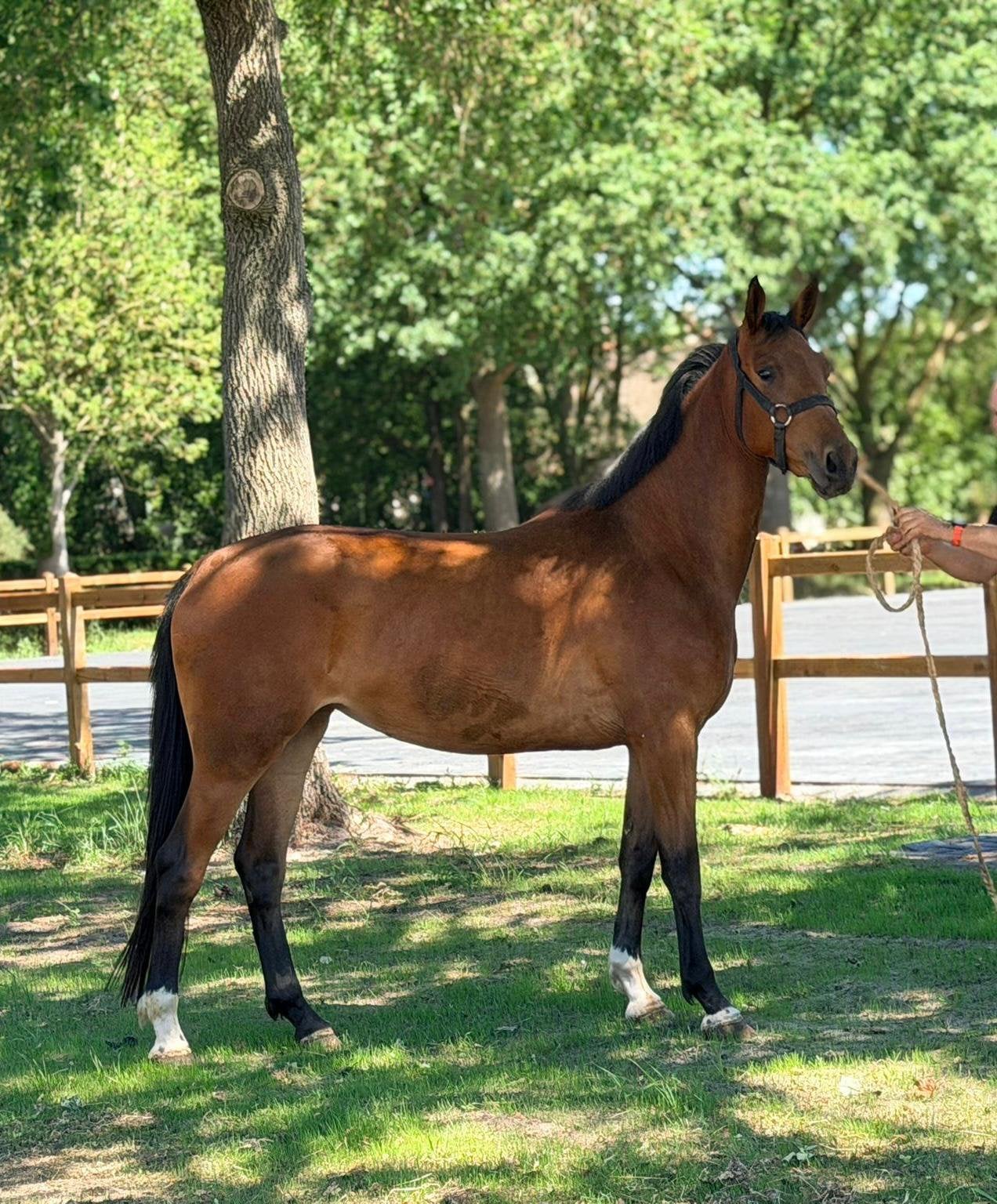 3 jarige drachtige dressuur kwpn paard, Merrie, Dressuurpaard
