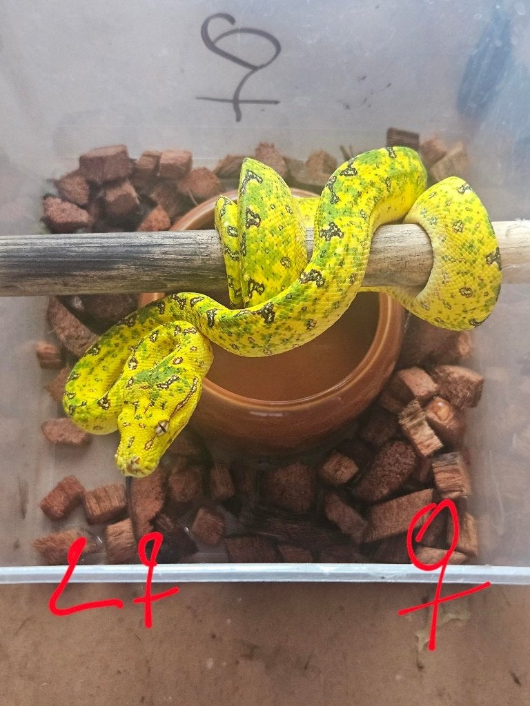 reservationreservation Snakeday Morelia viridis biak 2024 Green Tree Python photo 9