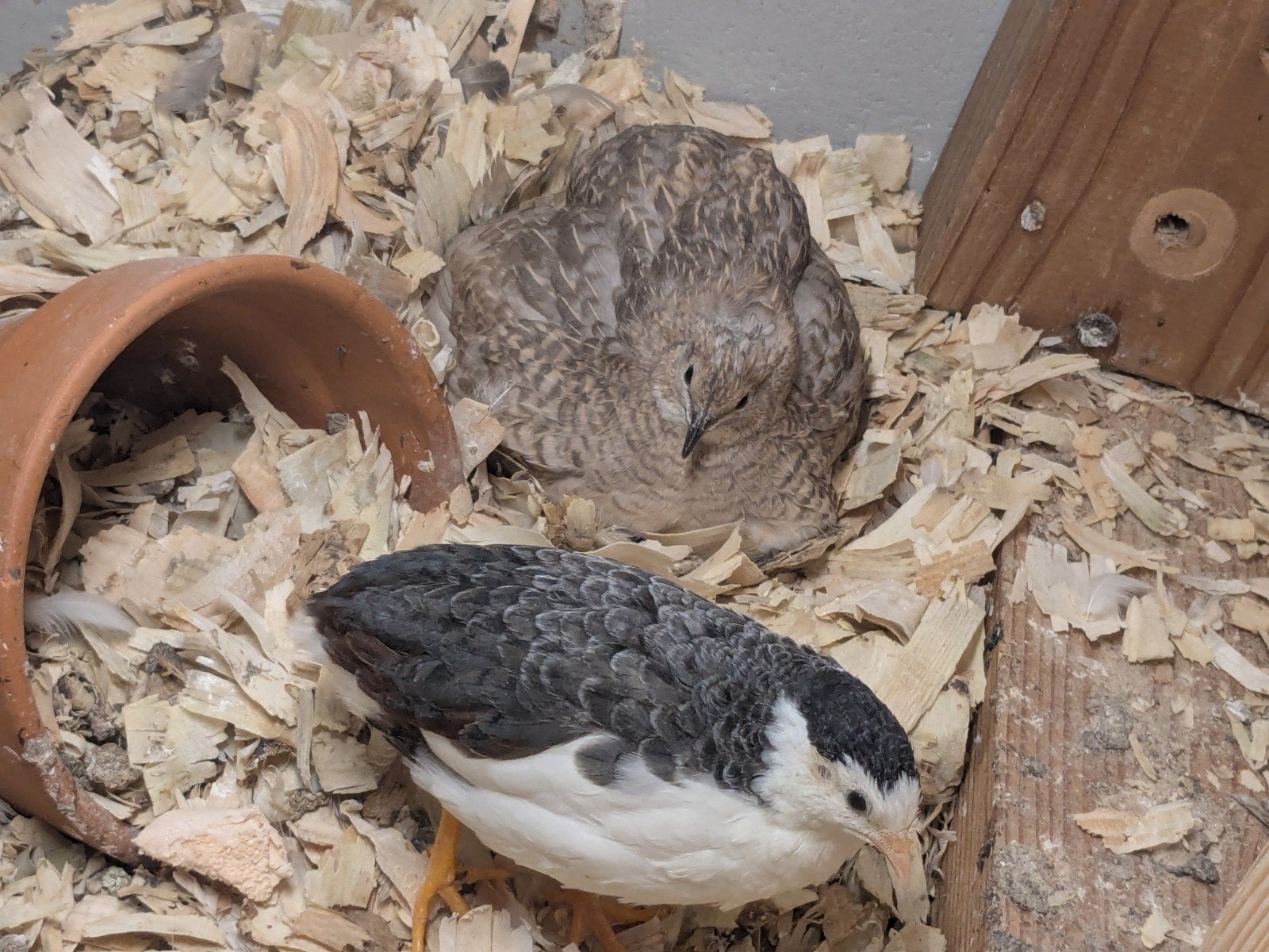 broedeitjes Chinese dwergkwartels, Meerdere dieren