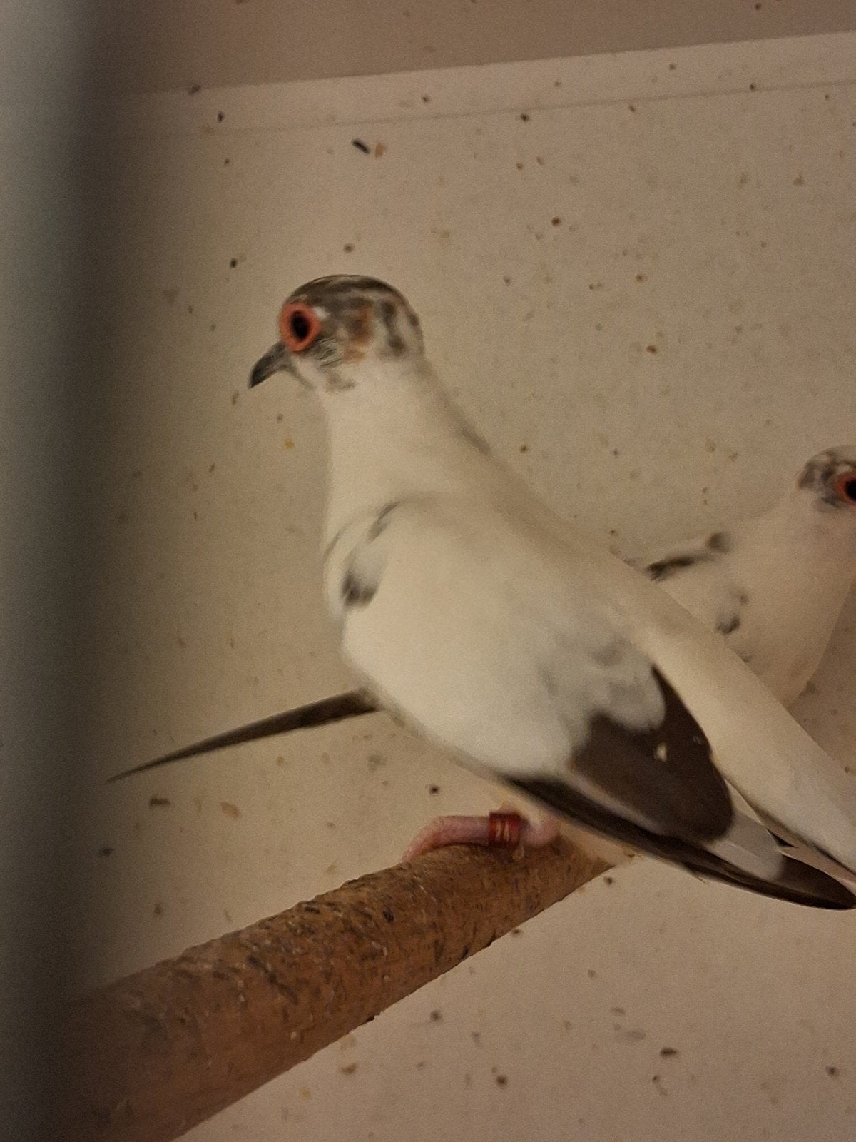 2 koppels mooie Bonte Diamantduifjes, Dieren en Toebehoren, Vogels | Overige Vogels, Meerdere dieren