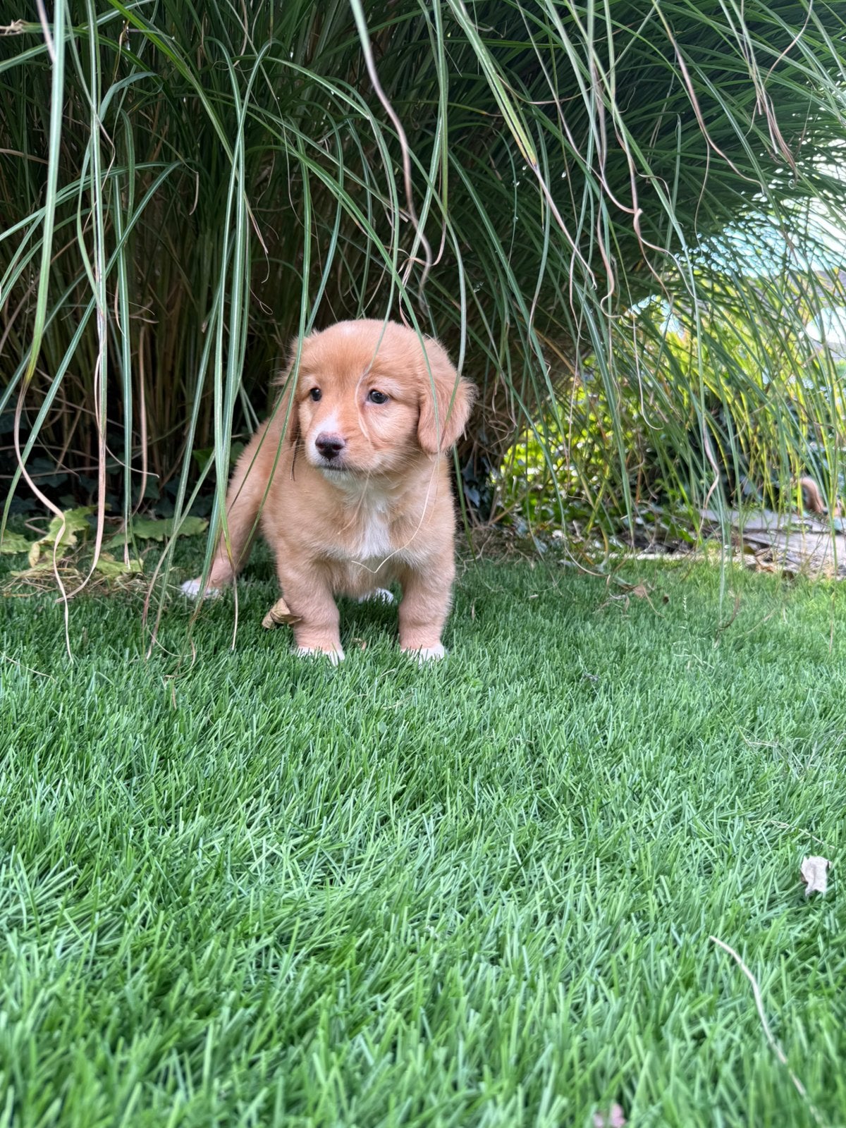 Nova scotia duck tolling retriever, Nederland, Overige rassen, 8 tot 15 weken, Teef
