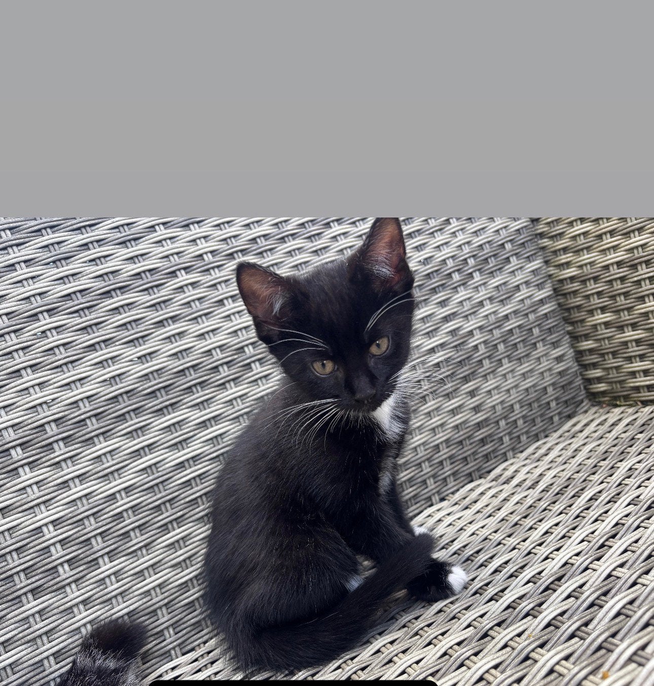 Kittens, Meerdere dieren, Kortharig, 0 tot 2 jaar