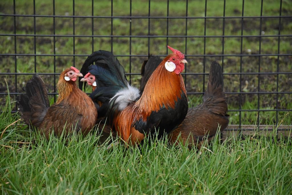Java krielkippen | Mooie kippen | Passend advies, Dieren en Toebehoren, Pluimvee, Meerdere dieren, Kip