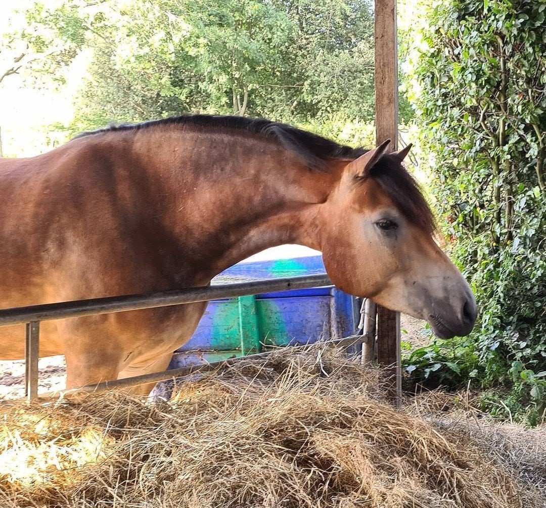 liefste fries x haflinger, Dieren en Toebehoren, Paarden, B, Ruin, 160 tot 165 cm, 11 jaar of ouder
