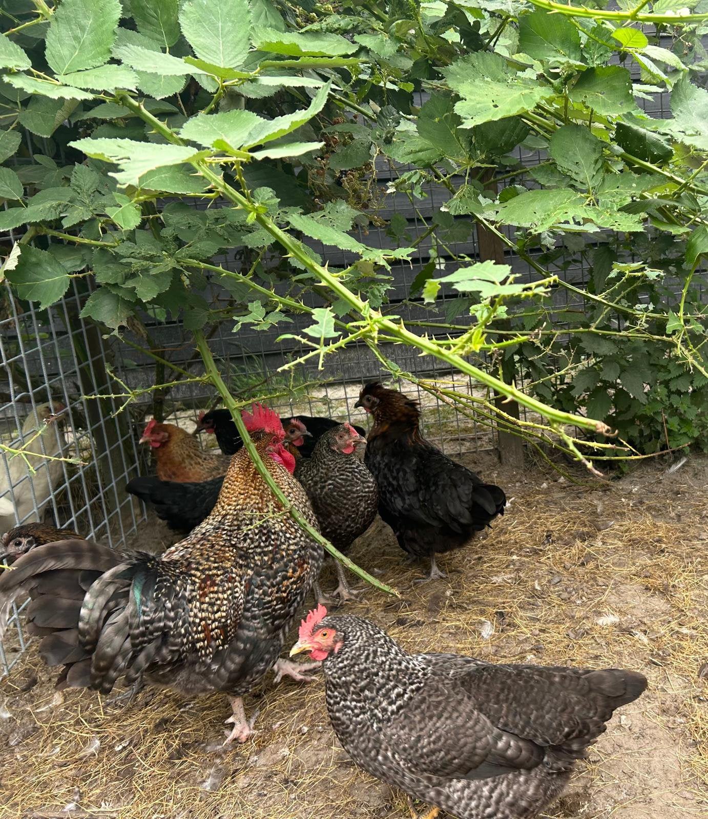 Kippen te koop!, Meerdere dieren, Kip