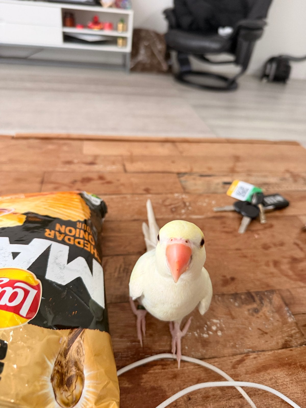 een jonge halsbandparkiet, Dieren en Toebehoren, Meerdere dieren, Papegaai, Tam