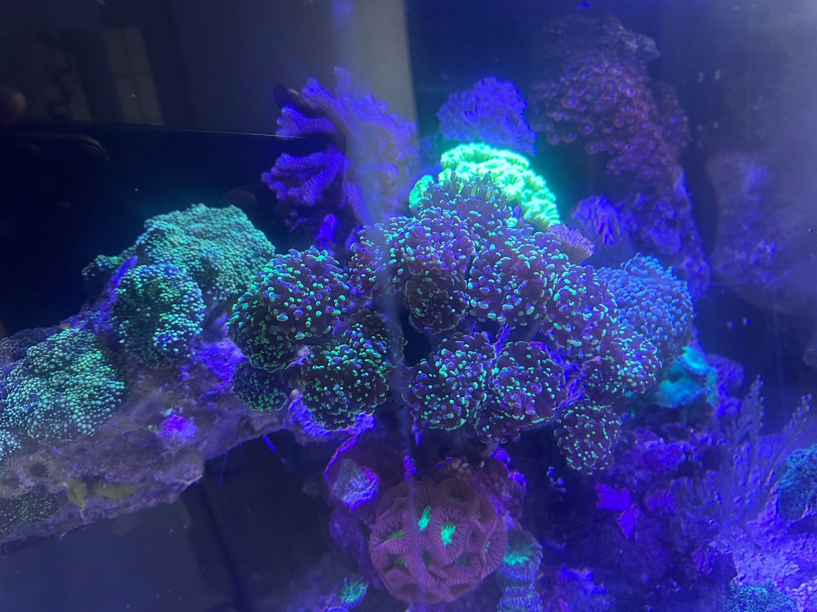 Mooi koraal hamerkoraal, Dieren en Toebehoren, Vissen | Aquariumvissen, Overige typen