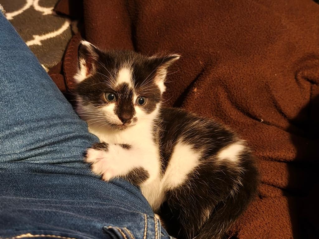 Nestje lieve kittens ( nog 1 katertje beschikbaar), Dieren en Toebehoren, Katten en Kittens | Overige Katten, Meerdere dieren