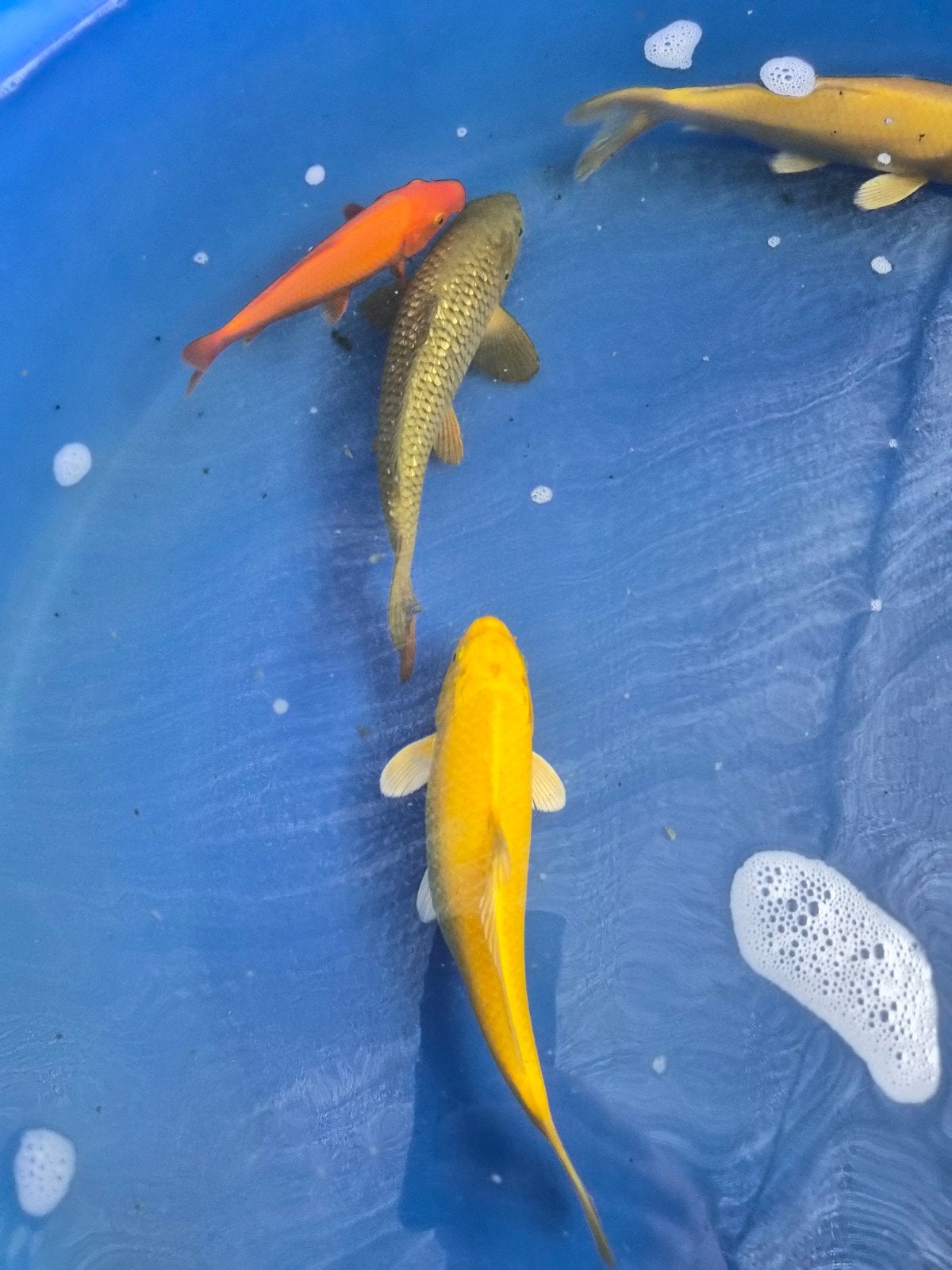 Eenkleurige koi, Dieren en Toebehoren, Karper of Koi