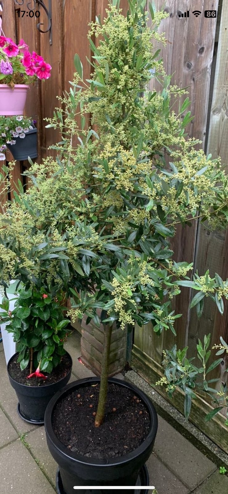 Olijboom in groot pot, Ophalen, Volle zon, Overige soorten