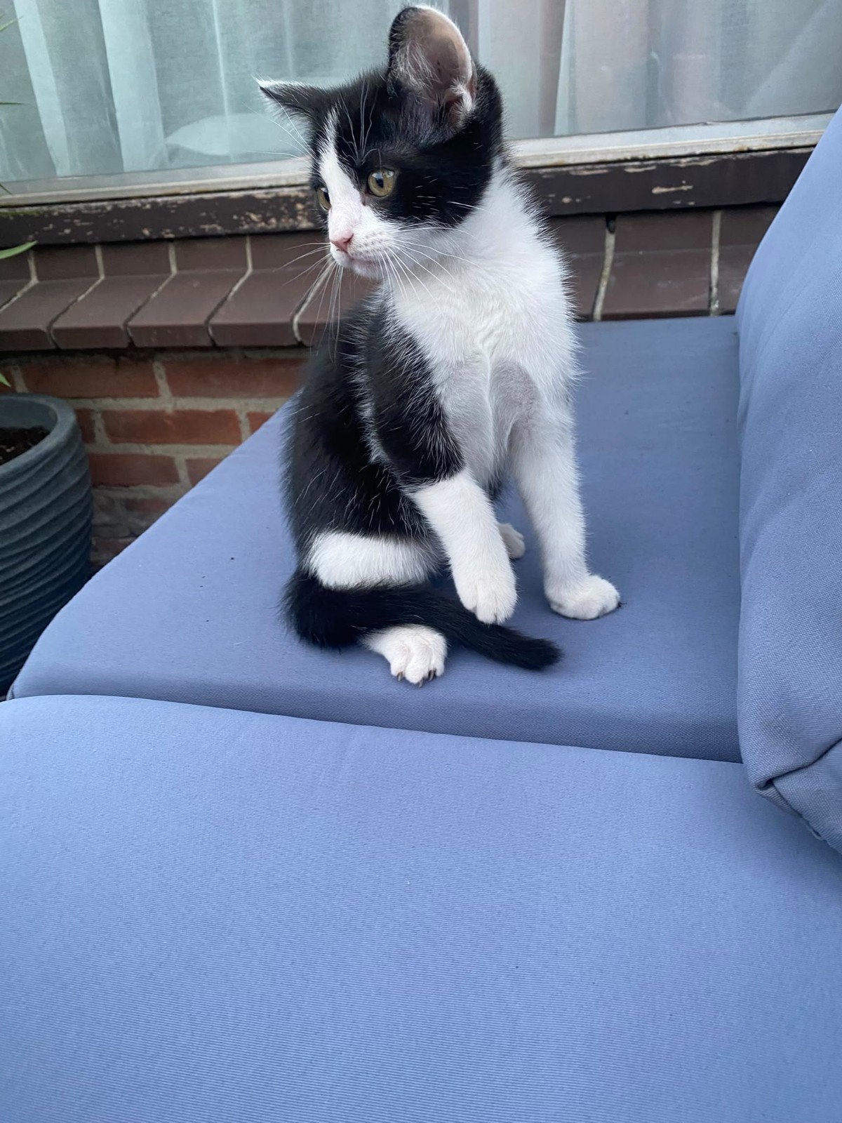 kitten, Poes