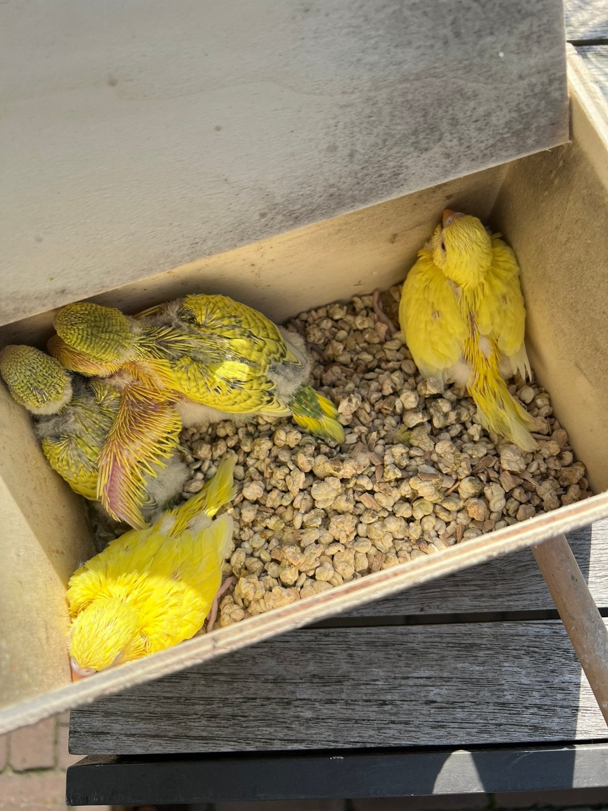 Grasparkieten, Dieren en Toebehoren, Meerdere dieren, Parkiet
