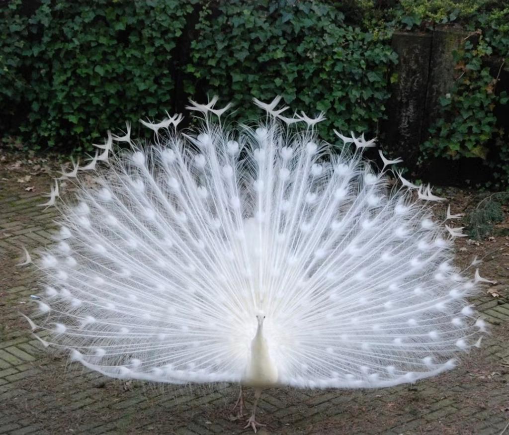 Gezocht broedeieren van witte pauwen, Ophalen of Verzenden, Nieuw, Overige typen