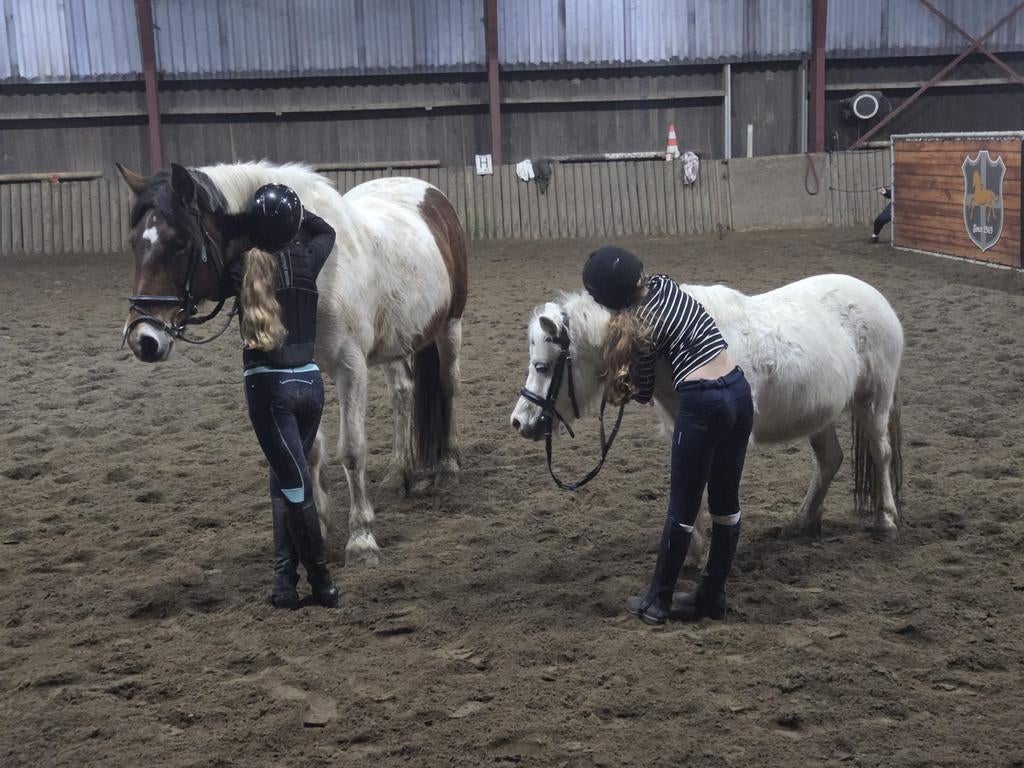 Hulp verzorgpony zwolle aangeboden, Dieren en Toebehoren