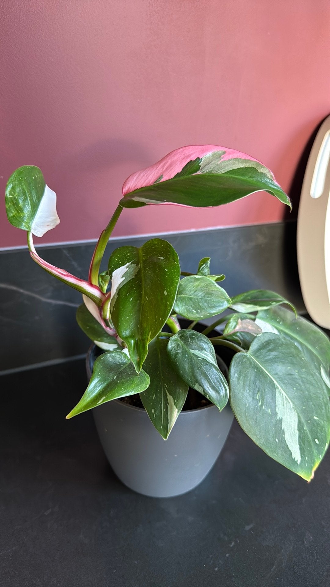 Philodendron White Princess met pink, Huis en Inrichting, Kamerplanten, Ophalen of Verzenden, Halfschaduw, Minder dan 100 cm