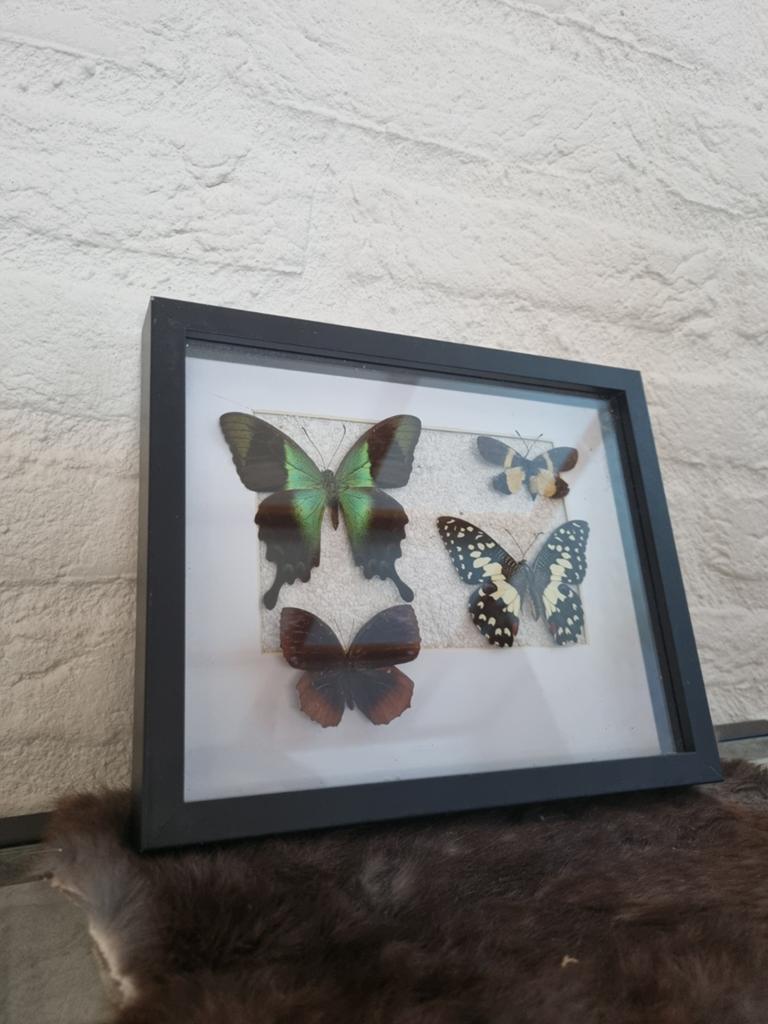 Ingelijste vlinders - Decoratieve insecten, Ophalen of Verzenden