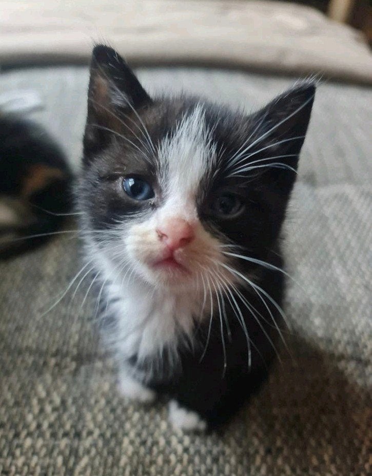 Kittens te koop, Meerdere dieren, Kortharig, 0 tot 2 jaar