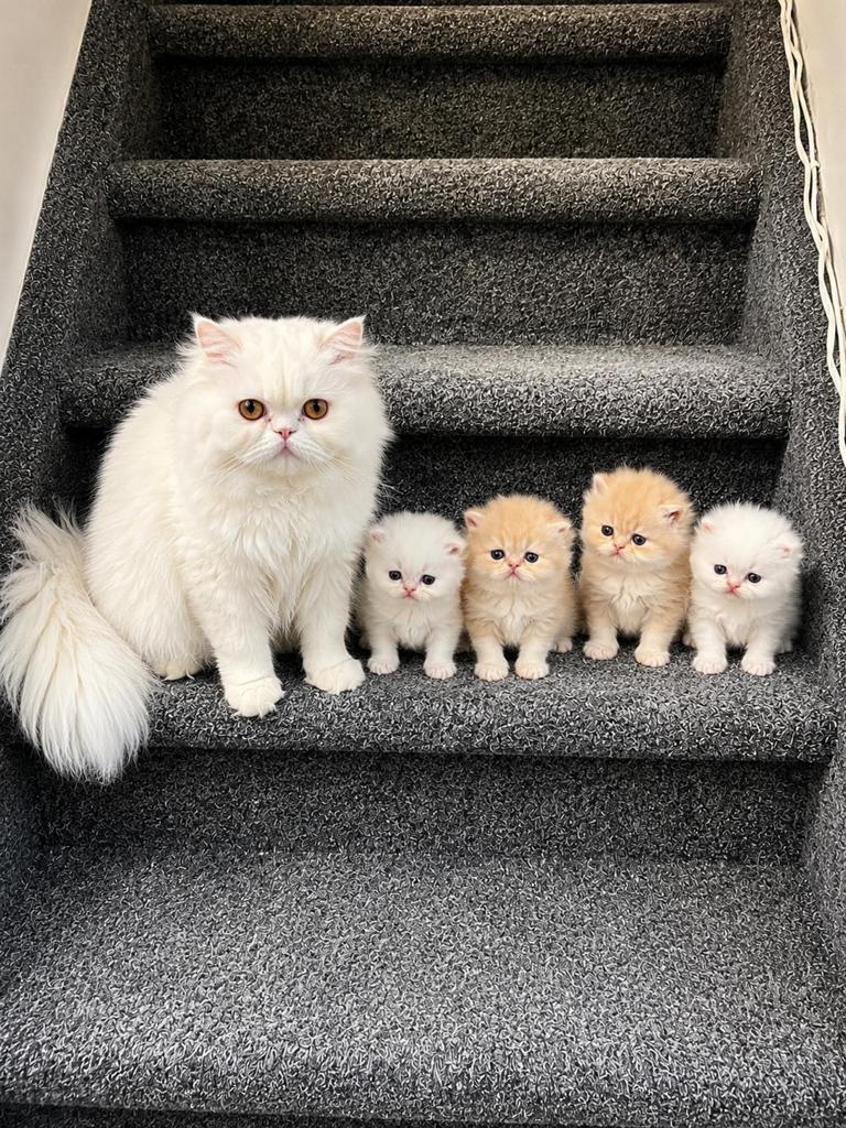 Perzische kittens te koop, Dieren en Toebehoren, Katten en Kittens | Overige Katten, Poes