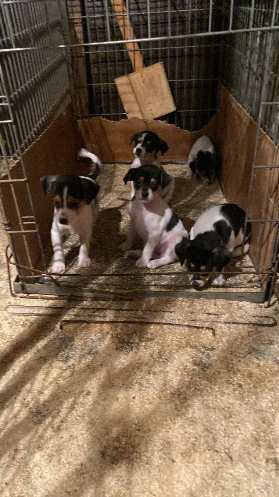 Boerenfoxs pups, Dieren en Toebehoren, Parvo, 8 tot 15 weken, Teef, Meerdere