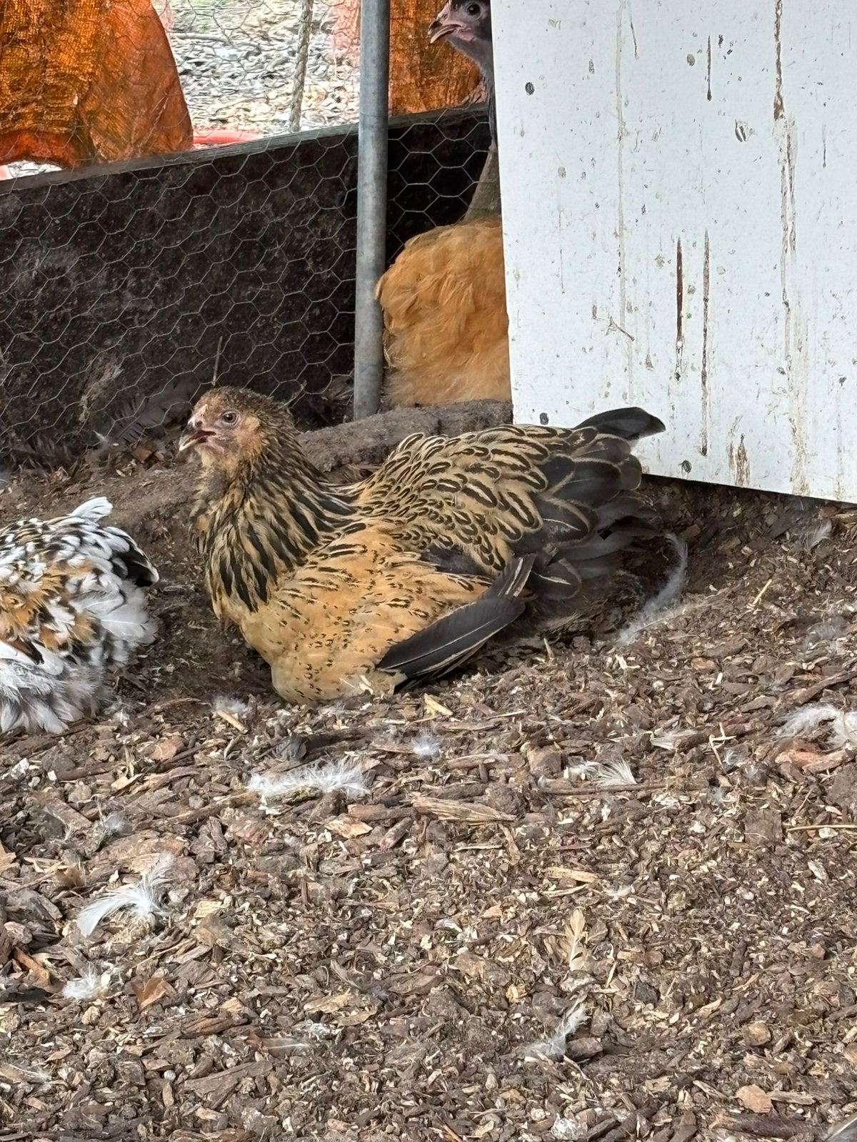 Brahma hennen te koop, Dieren en Toebehoren, Pluimvee, Vrouwelijk, Kip