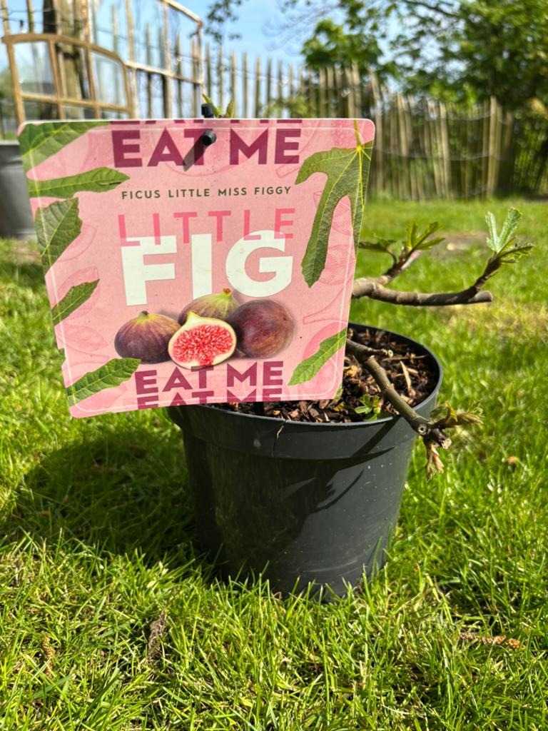 Vijg, Tuin en Terras, Planten | Fruitbomen, Ophalen, Minder dan 100 cm, Vijgenboom, Zomer