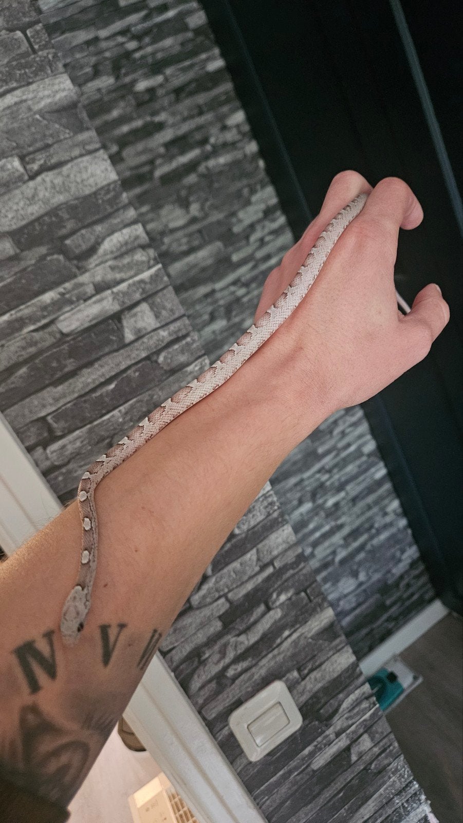 0.1 pantherophis guttatus ghost pied sided Corn Snake photo 3