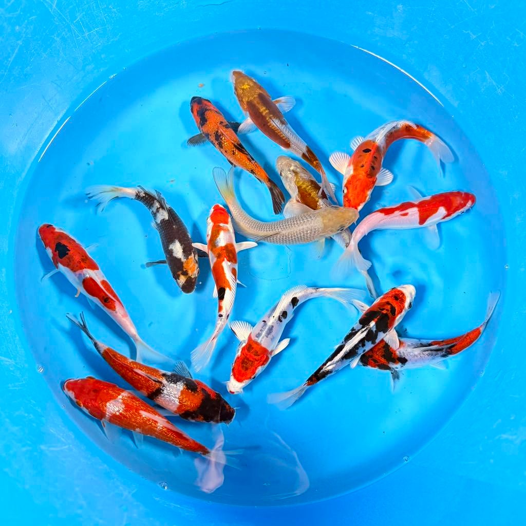 Japanse Koi Tosai Mix Kase 14-18cm, Karper of Koi