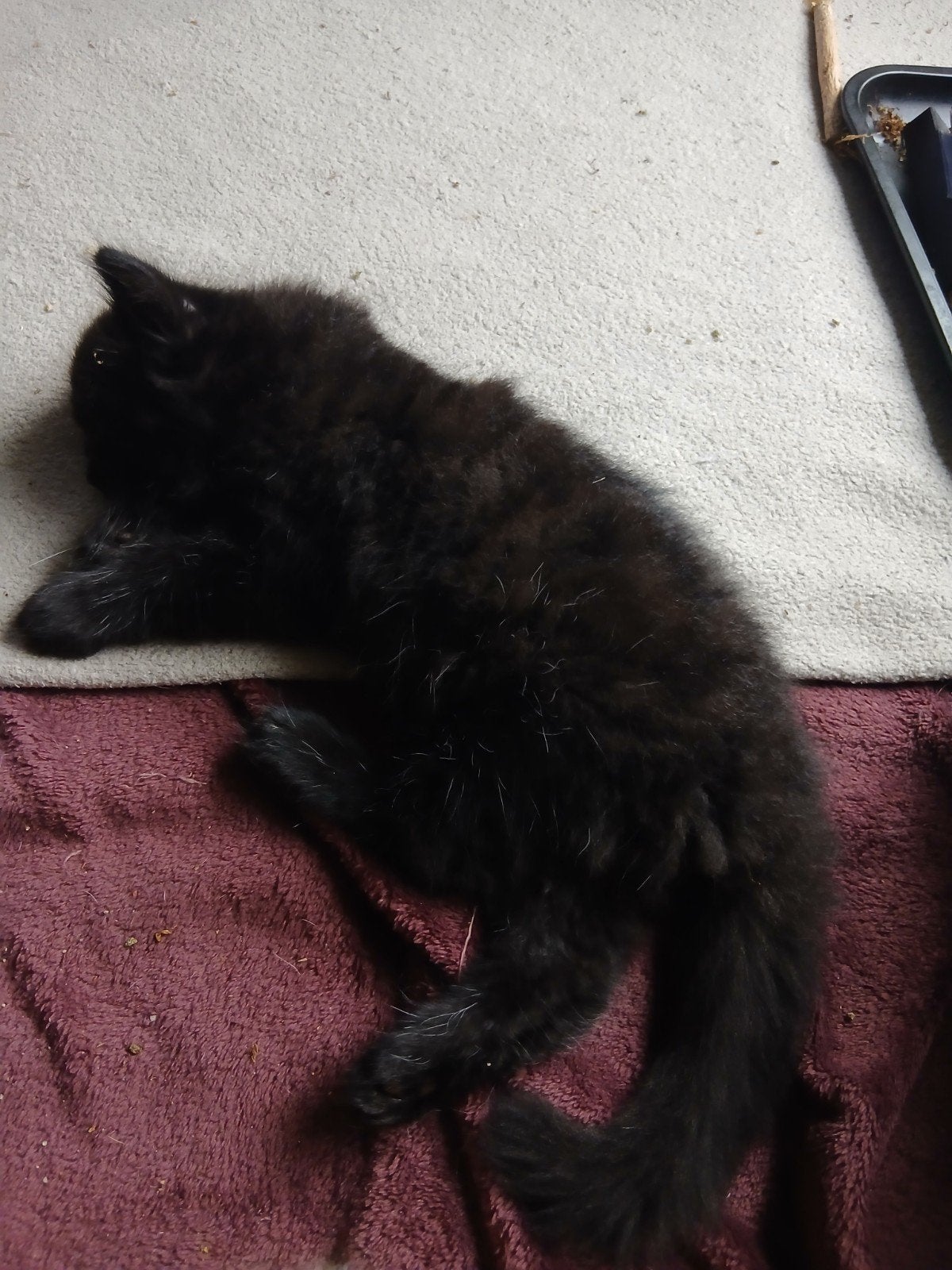 kruising maincoon noorseboskat KITTENS, Dieren en Toebehoren, Kater