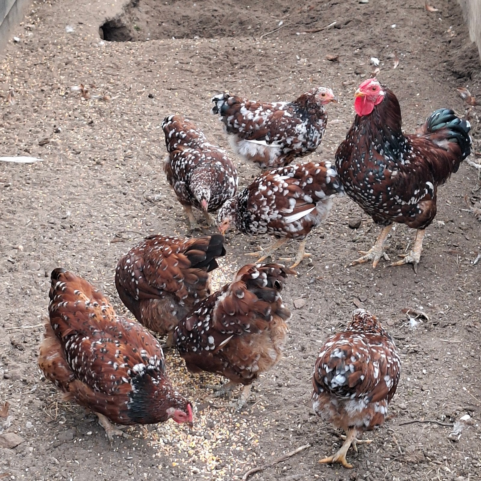 8 wyandotte kriel rood porselein., Meerdere dieren, Kip