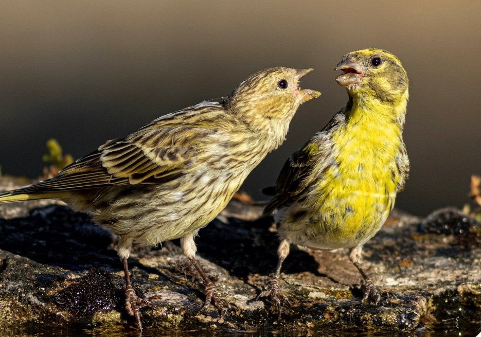 Gezocht Europese kanarie, Dieren en Toebehoren, Vogels | Overige Vogels, Vrouwelijk, Wildzangvogel