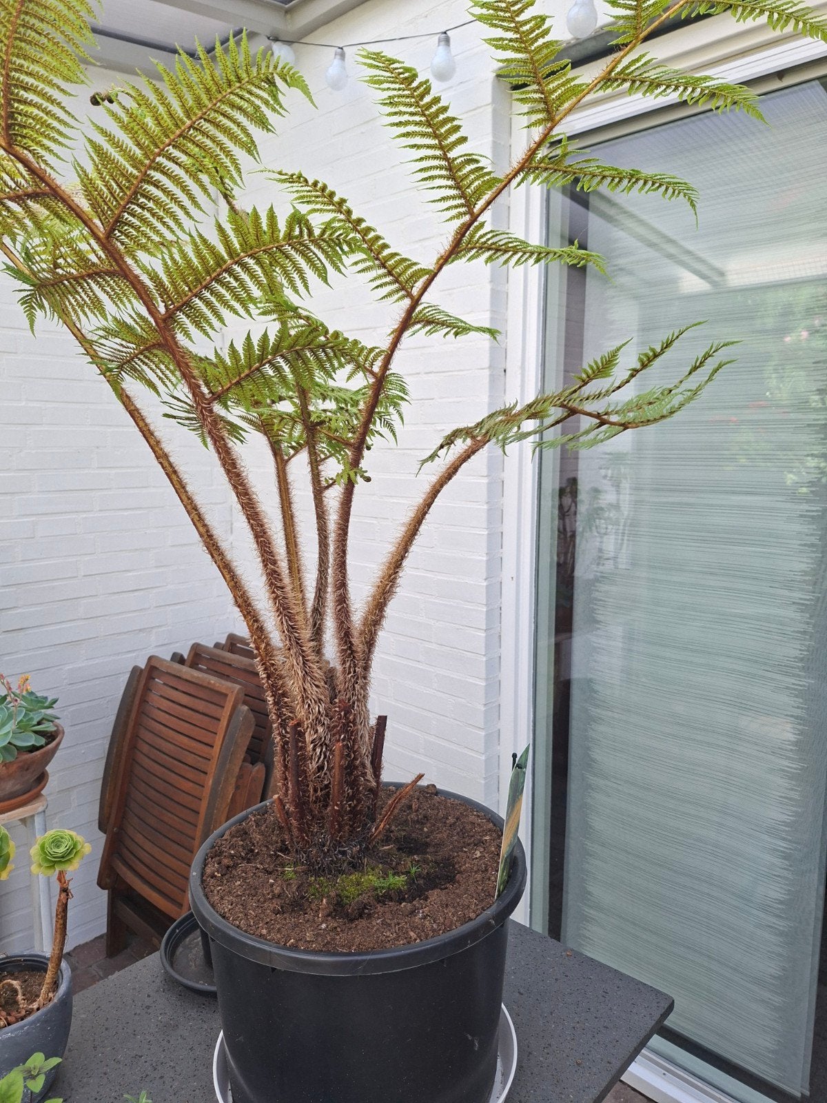 Cyathea Cooperi boomvaren, Ophalen, Overige soorten