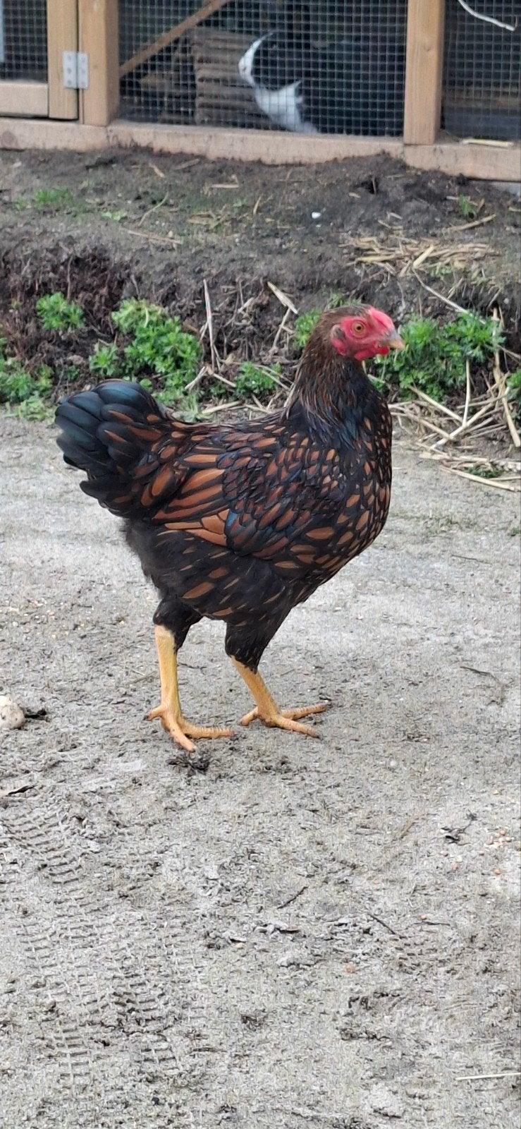 Mooie, wyandotte krielhaan goud zwart gezoomd, Dieren en Toebehoren, Mannelijk, Kip