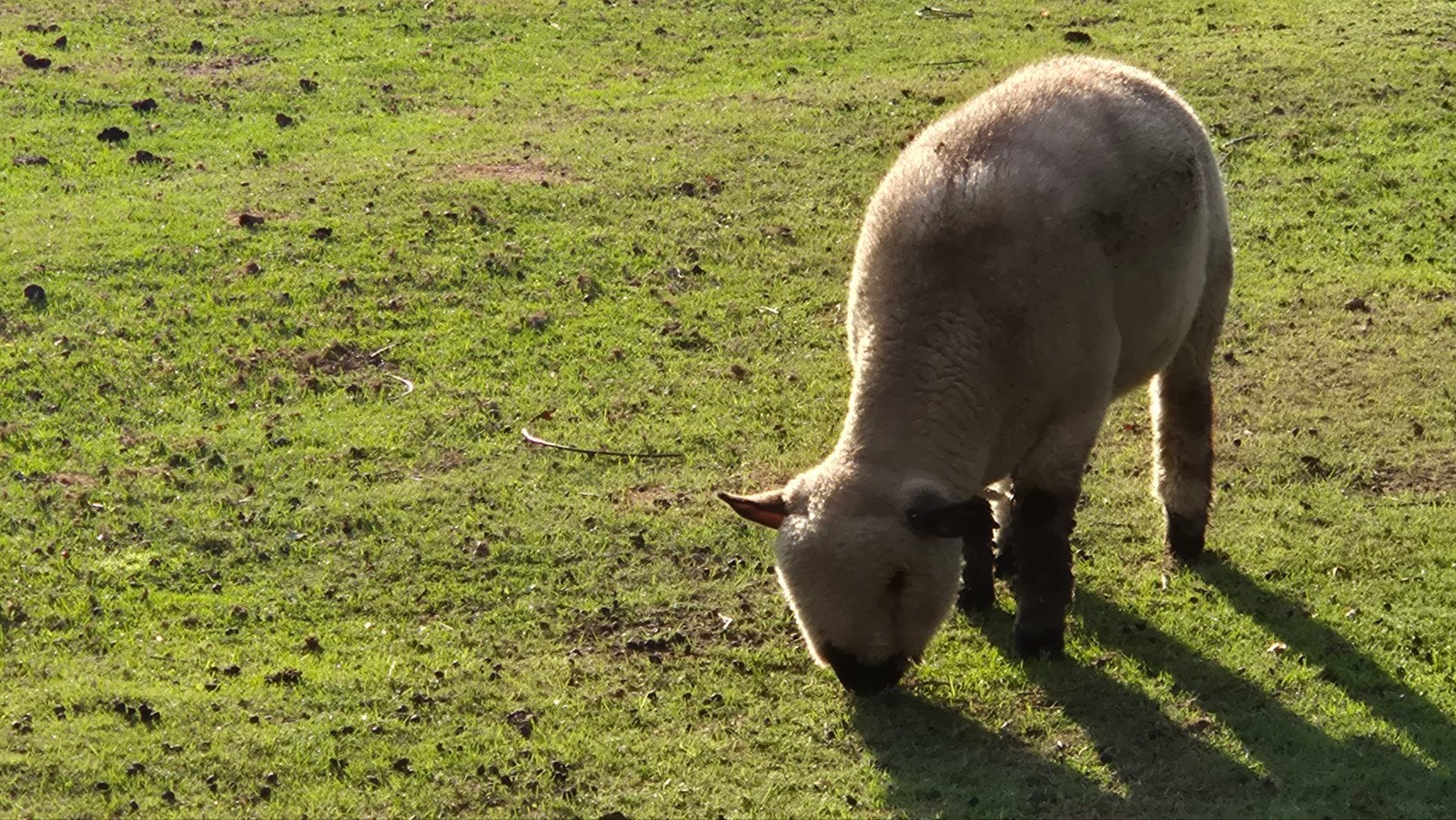hampshire down  schapen te koop, Dieren en Toebehoren, Meerdere dieren, Schaap
