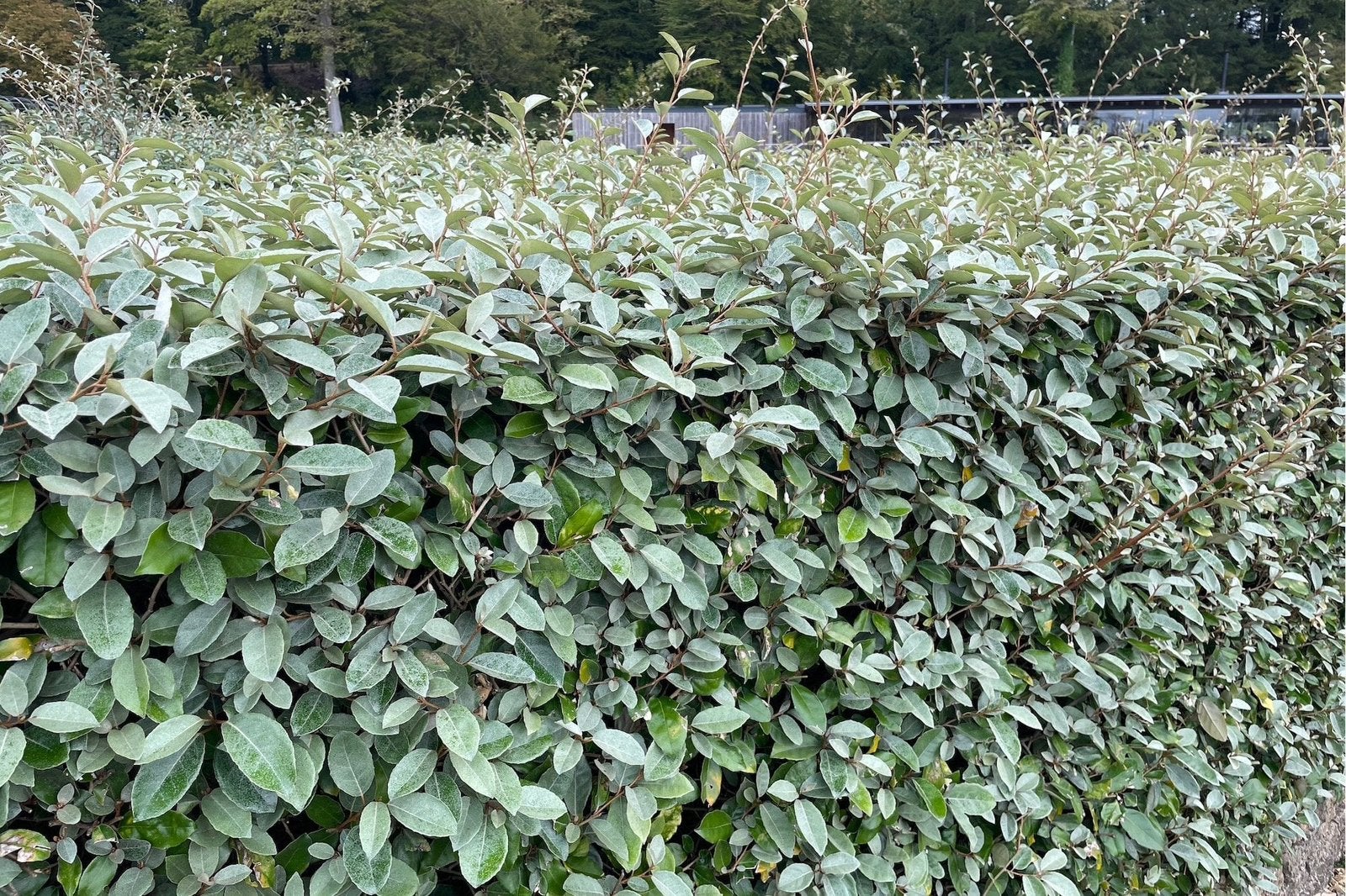 Elaeagnus  ebbingei / Groenblijvend / meerdere maten, Ophalen of Verzenden, Laurier, Minder dan 100 cm